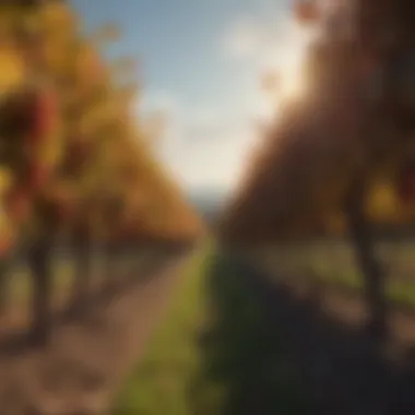 Magnificent Exploring Vineyard Landscapes: A Multifaceted Perspective Magnificent Exploring Vineyard Landscapes: A Multifaceted Perspective