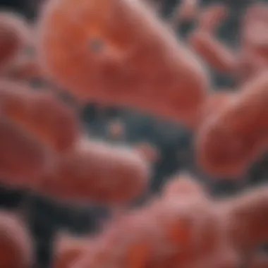Magnificent Understanding E. coli K-12: Biology, Applications, and Implications Magnificent Understanding E. coli K-12: Biology, Applications, and Implications