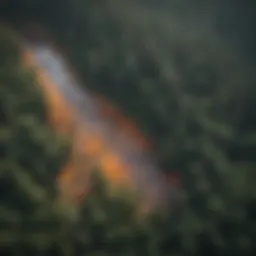 Aerial view of a forest affected by acid rain