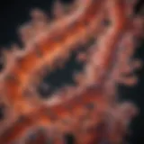 An In-Depth Exploration of the BL21 E. coli Strain Introduction