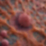 Microscopic view of lymph nodes affected by leukemia