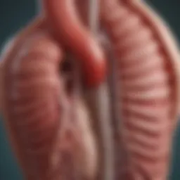 Anatomical illustration of the aorta highlighting its layers