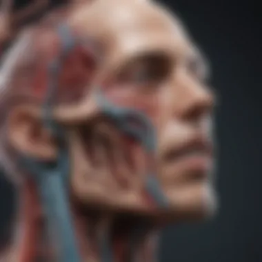 Detailed Anatomy of the Basilar Artery Anatomy of the Basilar Artery