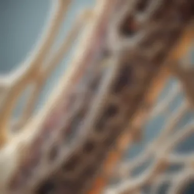 Cellular Mechanisms of Bone Growth Illustration depicting cellular mechanisms in bone growth