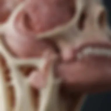 Hormonal Influences on Bone Development Visual representation of hormonal influences on bone development