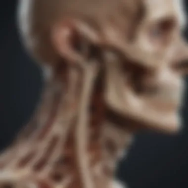 Advancements in Bone Health Research Infographic illustrating advancements in bone health research