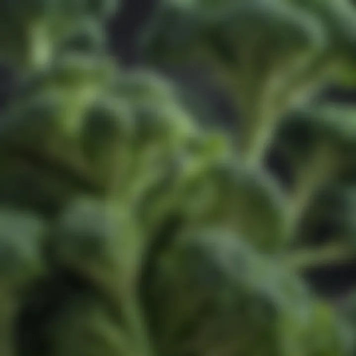 Close-up of broccoli florets, highlighting their nutrient-rich structure.