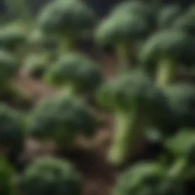 Broccoli showcasing its vibrant green color, symbolizing health.