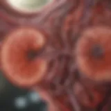 Visual representation of kidney health and disease progression