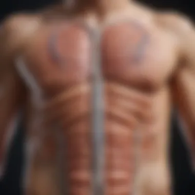 Distribution of Nerve Endings in the Body Diagram highlighting the distribution of nerve endings in various body regions