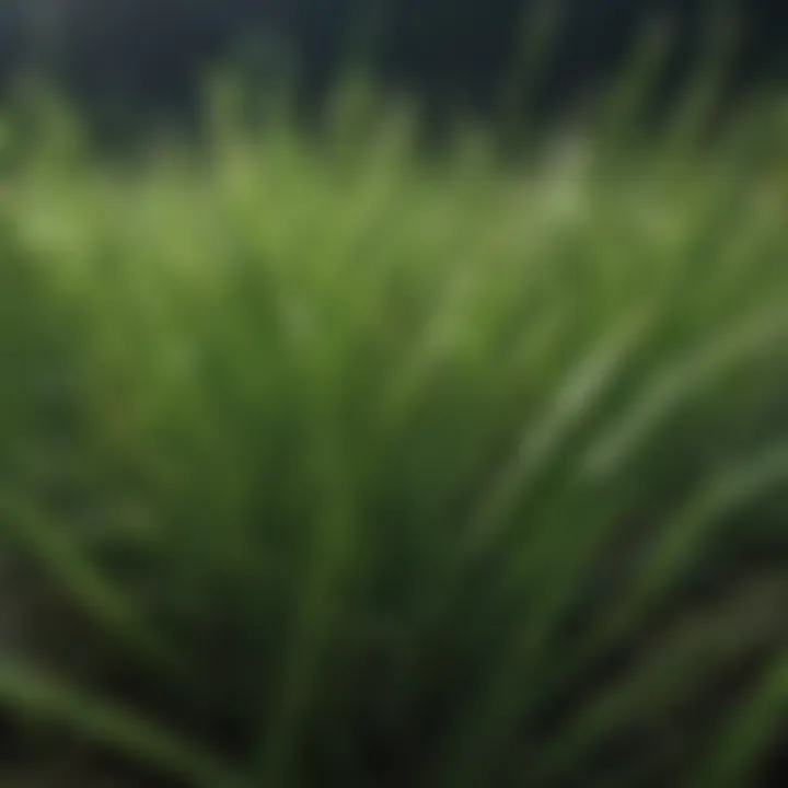 Close-up view of dwarf ryegrass blades highlighting their fine texture