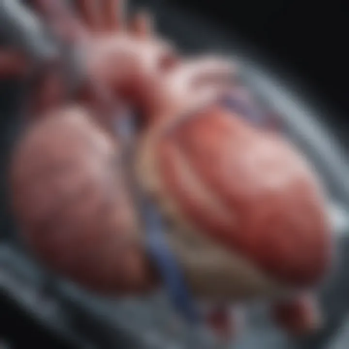 Visualization of echocardiogram results displaying LVEF measurement