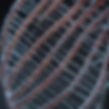 Electrophoresis of Supercoiled DNA Electrophoresis setup displaying supercoiled DNA in action
