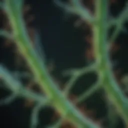 Diagram illustrating the relationship between GFP and anti-GFP antibodies.