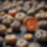 Formation of kidney stones illustrating various types