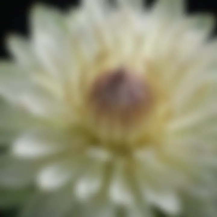 Close-up of an onion bulb flower in full bloom showcasing intricate petal structure