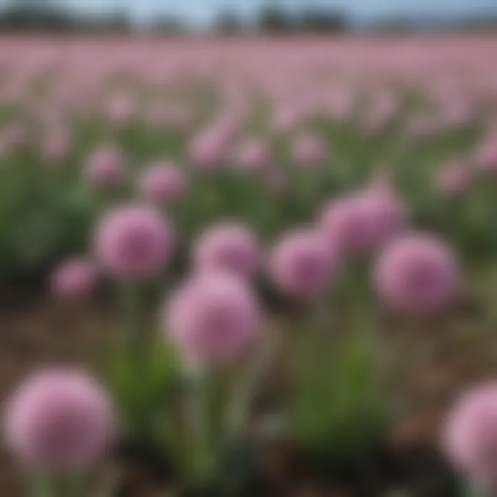 A field of flowering onion plants under a clear blue sky