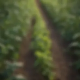 An overview of lush organic fields showcasing diverse crops