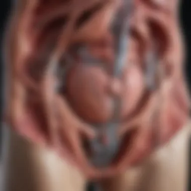 Anatomy of the Urinary Tract Visual representation of urinary tract anatomy