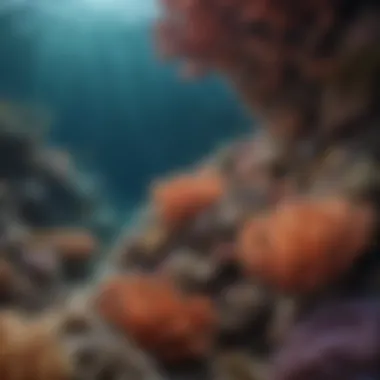 Threats to Reef-Building Corals A visual representation of the threats facing reef-building corals due to climate change.