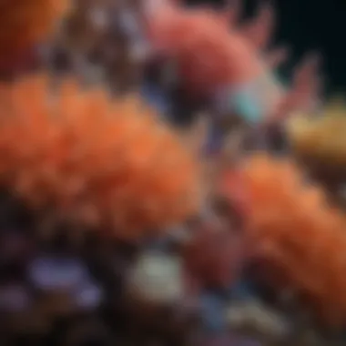 Vibrant Reef-Building Corals A close-up view of vibrant reef-building corals showcasing their intricate structures.