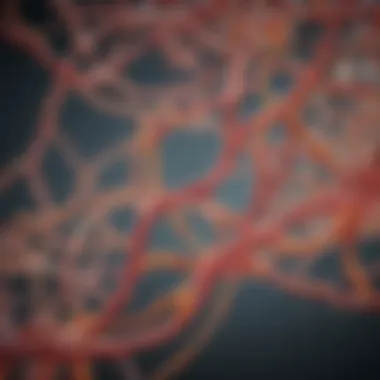 Metabolic pathways of stearic acid