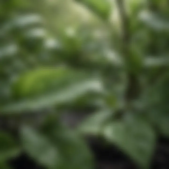 A close-up of green tea leaves reflecting morning dew.