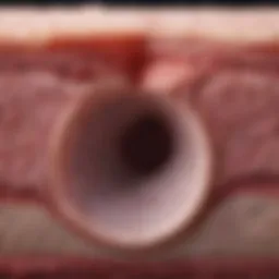 Diagram illustrating the structure of epithelial tissue layers