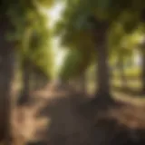 Exploring Vineyard Landscapes: A Multifaceted Perspective Introduction