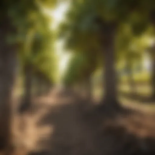 Exploring Vineyard Landscapes: A Multifaceted Perspective Introduction