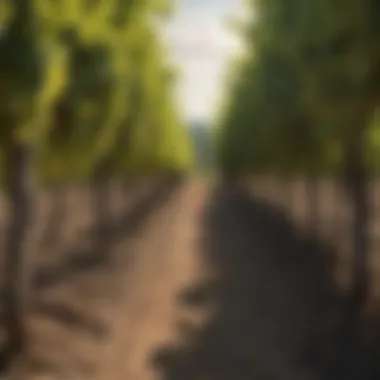 Notable Exploring Vineyard Landscapes: A Multifaceted Perspective Notable Exploring Vineyard Landscapes: A Multifaceted Perspective