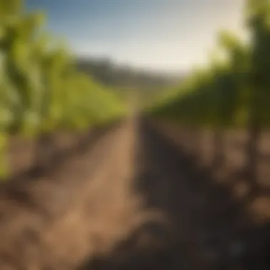 Exploring Vineyard Landscapes: A Multifaceted Perspective Summary Exploring Vineyard Landscapes: A Multifaceted Perspective Summary