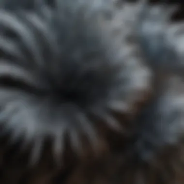 Biomimicry Innovations Derived from Fluffy Feathers Innovative biomimicry designs inspired by avian feather structures