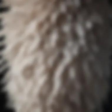 Evolutionary Significance of Fluffy Feathers Illustration depicting the evolutionary significance of fluffy feathers