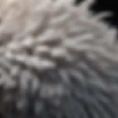 Detailed view of fluffy feathers showcasing their unique structure