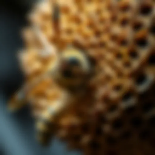 Close-up of a hornet nest showcasing intricate details