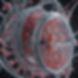 Diagram illustrating the structure of inducible plasmids