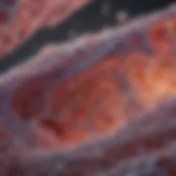 Microscopic view of lung tissue affected by infectious pneumonitis