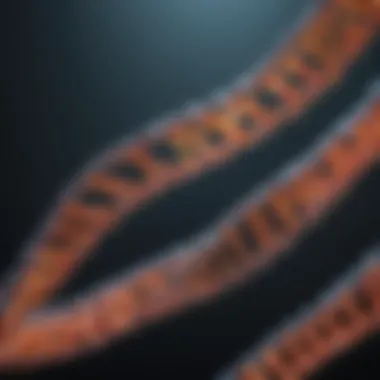 DNA Polymerase Activity in Replication Visual representation of DNA polymerase activity during replication.
