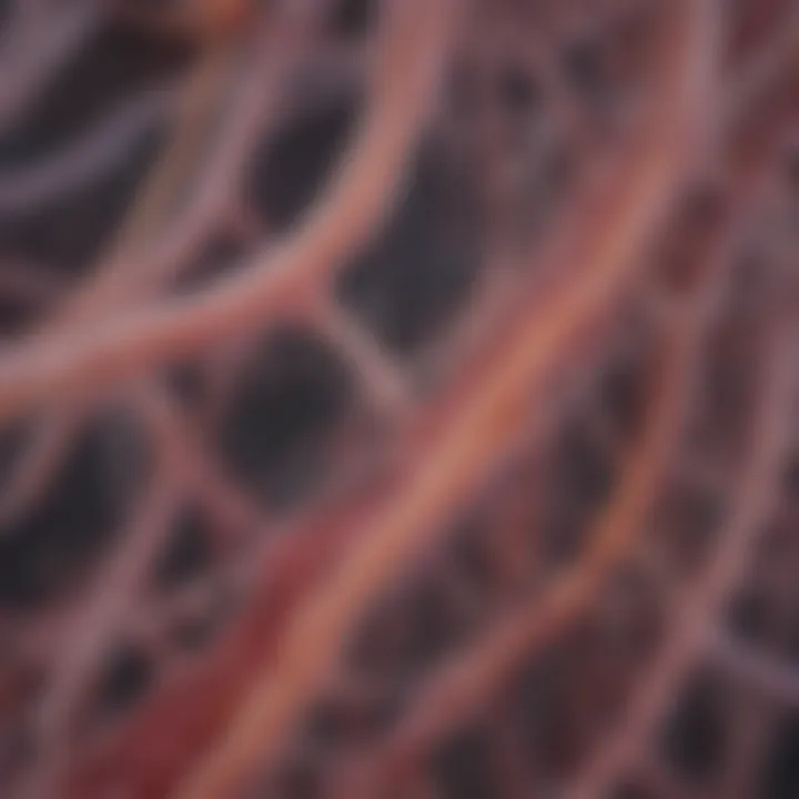 Microscopic view of collagen fibers in tissue