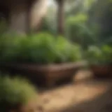 A serene Ayurvedic herb garden showcasing diverse medicinal plants.