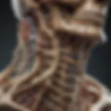 Detailed anatomical diagram of cervical vertebrae showing fracture points