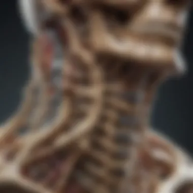 Cervical Vertebrae Anatomy Detailed anatomical diagram of cervical vertebrae showing fracture points
