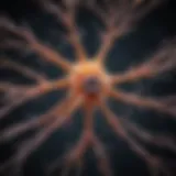 Illustration of astrocyte morphology and structure