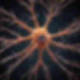 Illustration of astrocyte morphology and structure