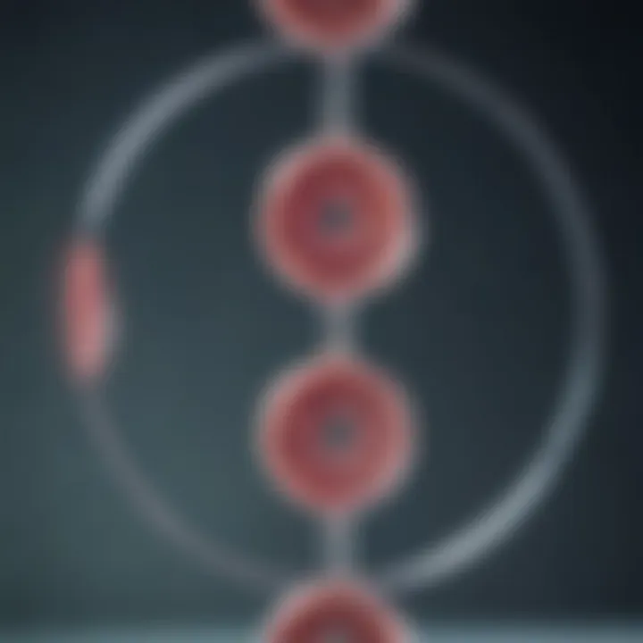 Diagram showing the role of preimplantation genetic testing in IVF