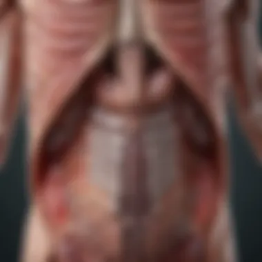 Diagram illustrating organ involvement in systemic sclerosis