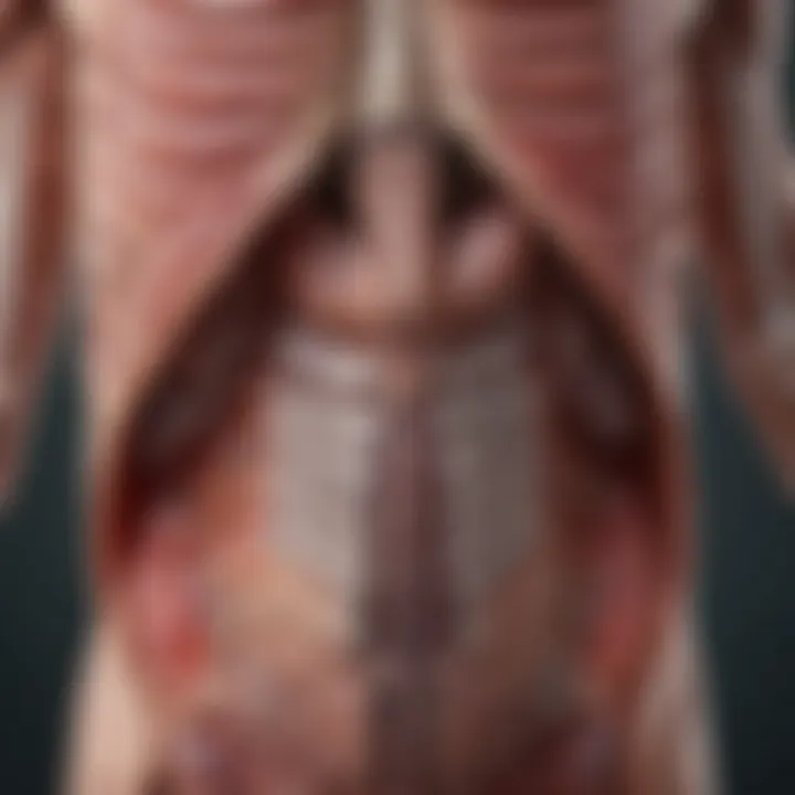 Diagram illustrating organ involvement in systemic sclerosis