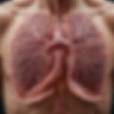 Diagram illustrating lung function in pulmonary fibrosis