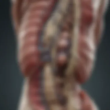 Anatomical Insights into Spinal Metastasis Illustration of spinal anatomy with metastasis